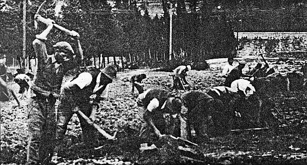 Udarnički rad u splitskoj polju